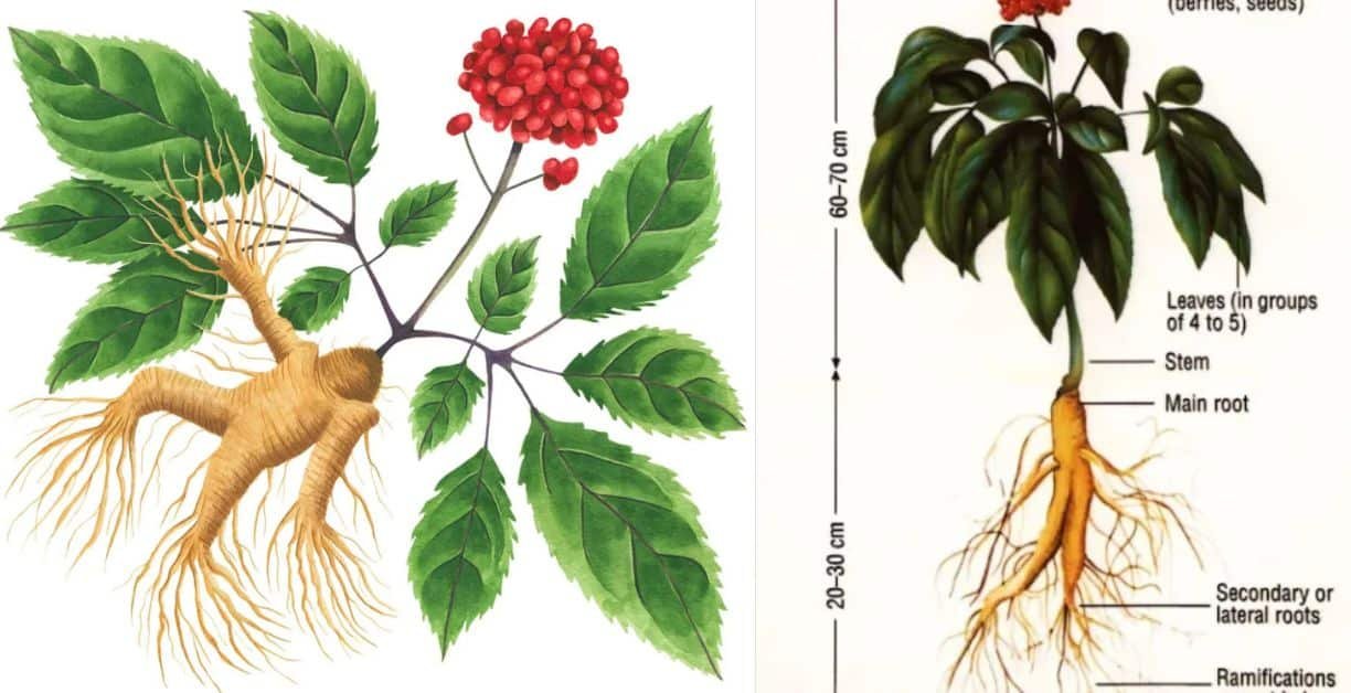 জিনসেং এর উপকারিতা