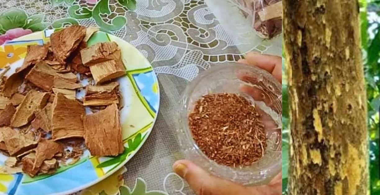 অর্জুন গাছের উপকারিতা
