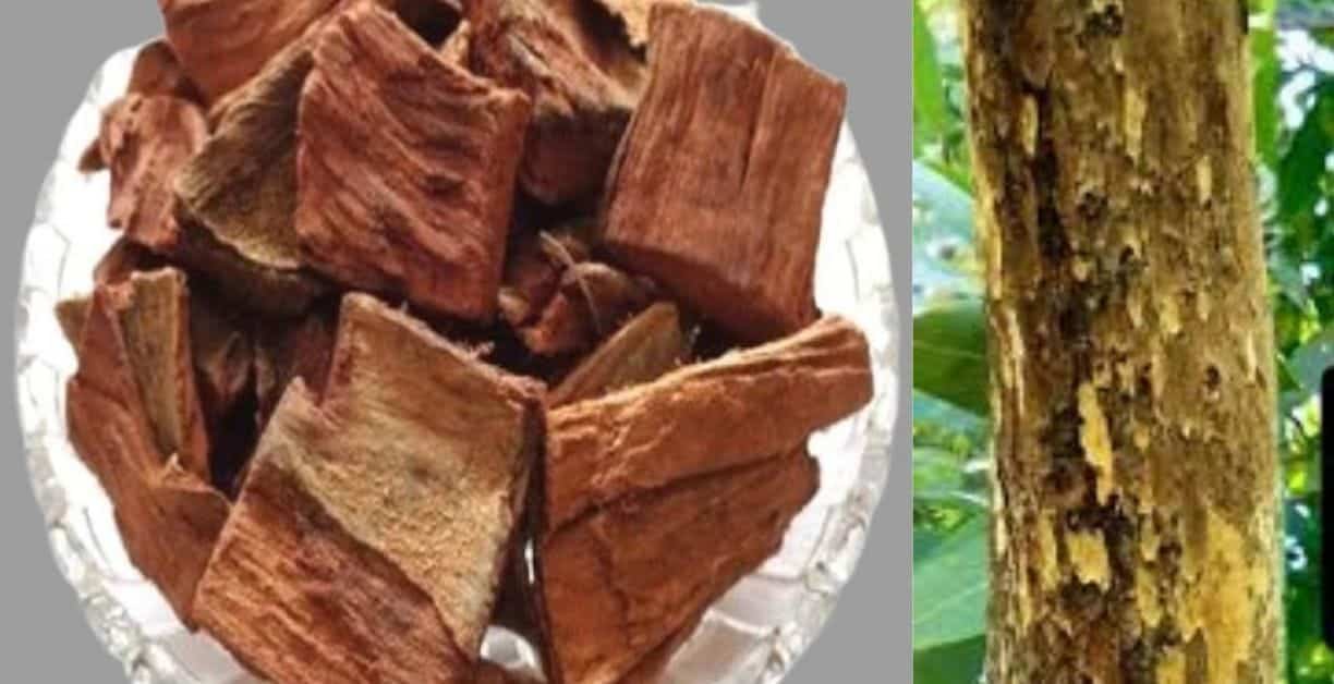 অর্জুন গাছের উপকারিতা