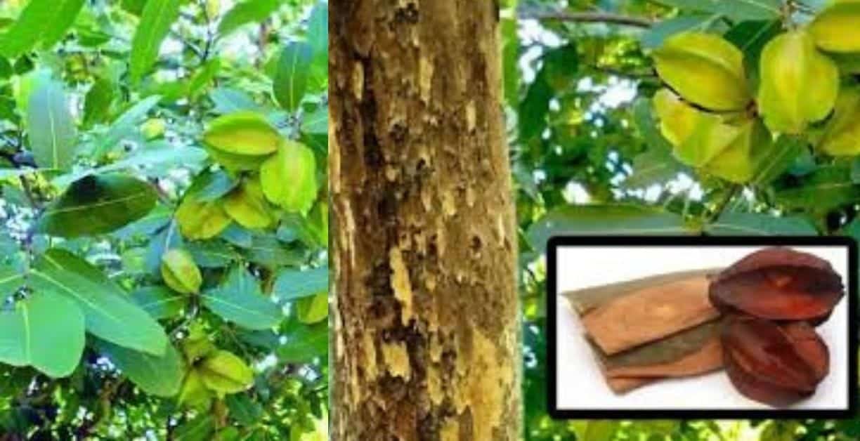 অর্জুন গাছের উপকারিতা