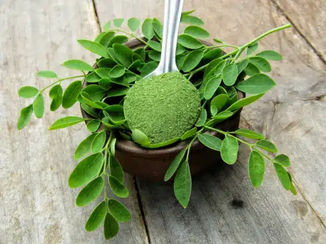 সজনে পাতার গুড়া খাওয়ার উপকারিতা