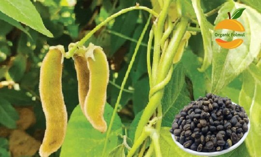 আলকুশি পাউডার এর উপকারিতা