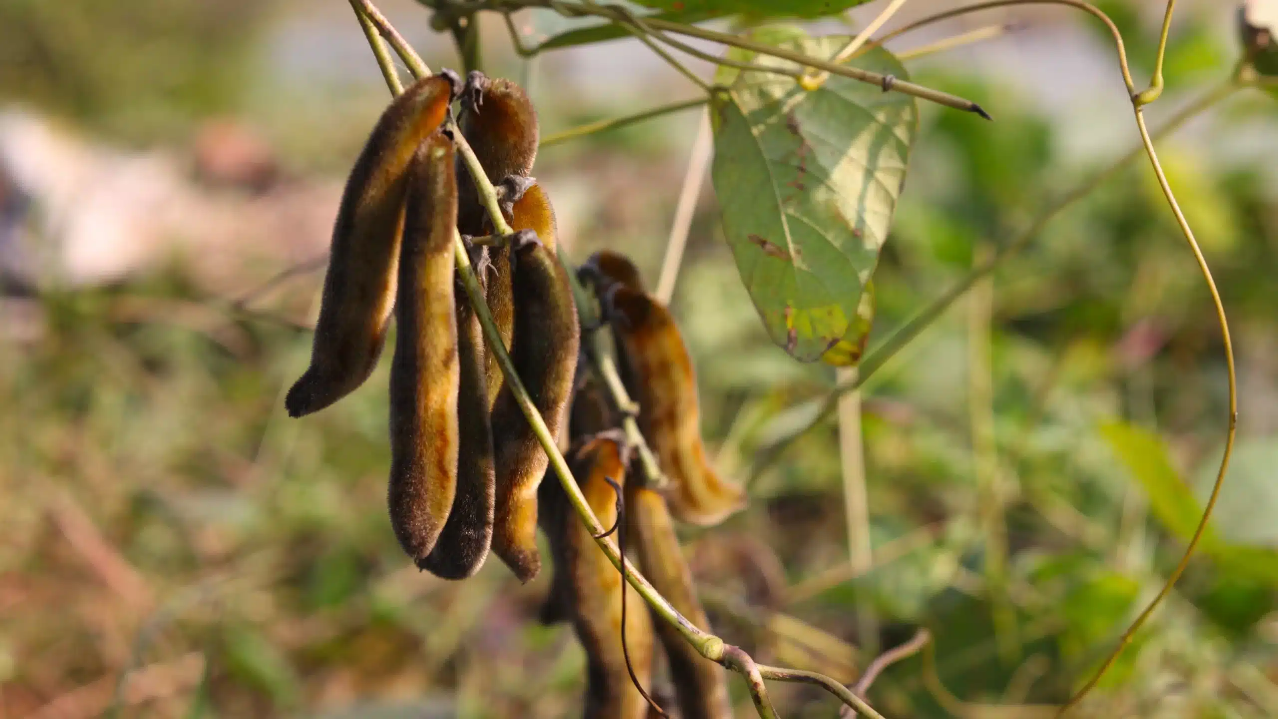 আলকুশি পাউডার এর উপকারিতা
