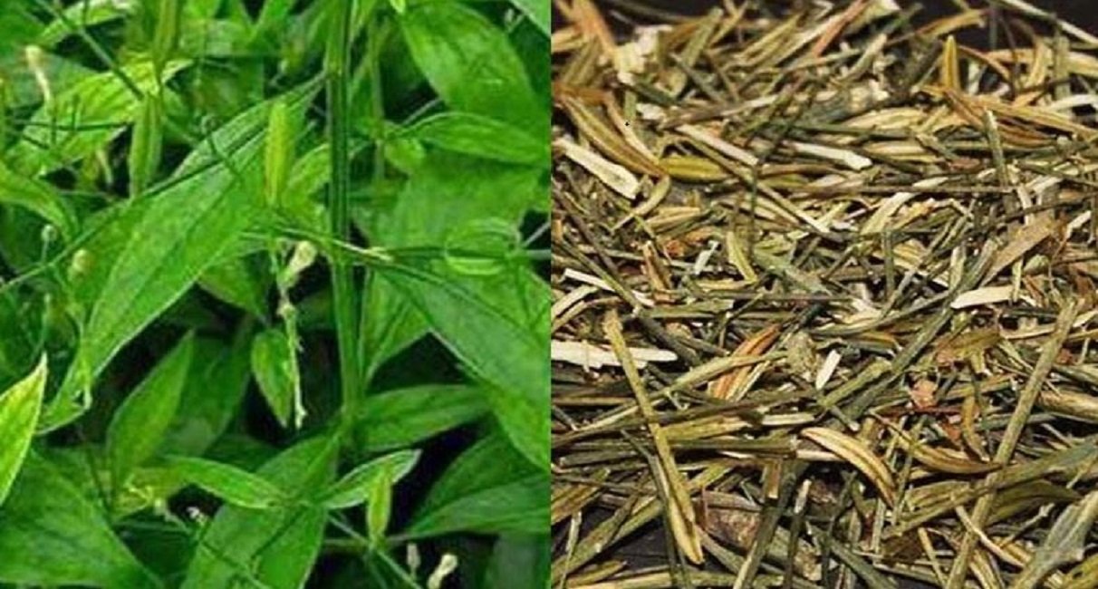 চিরতা খাওয়ার উপকারিতা