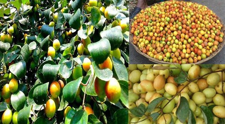 বরই পাতার উপকারিতা